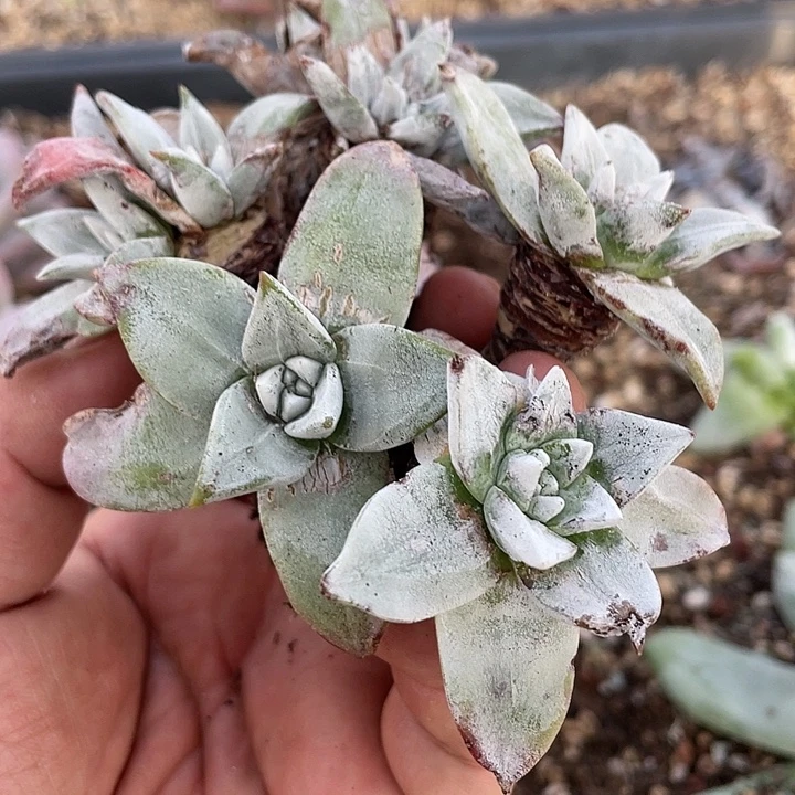 福利大圆叶苹果叶群生