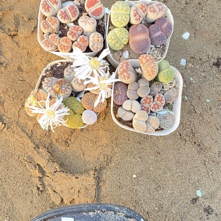 翅***膀生石花等植物的生长发育741