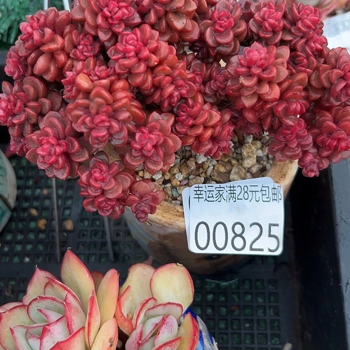 幸运的是我还没遇到幸运