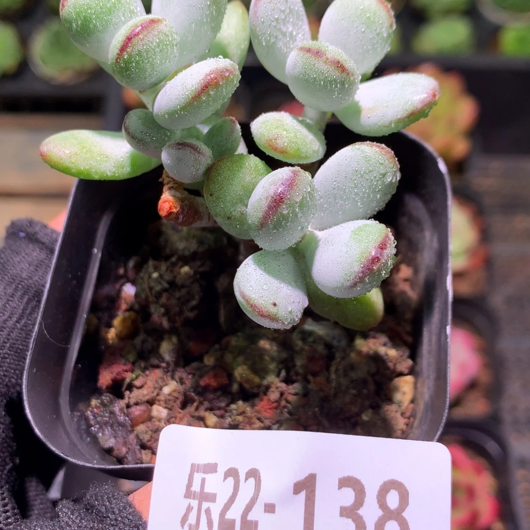 乐然22-138 乒乓福娘