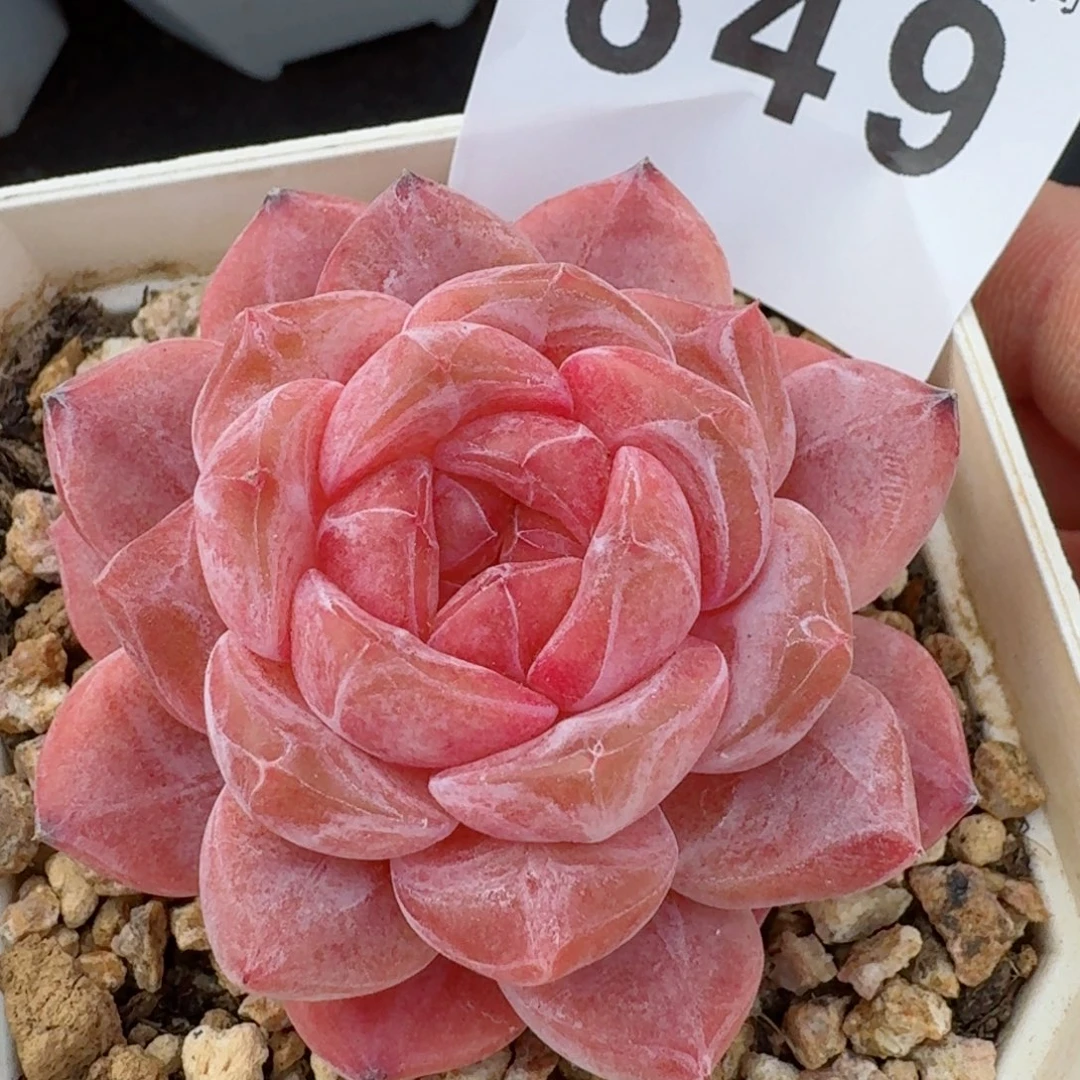 新年福利         精品多肉