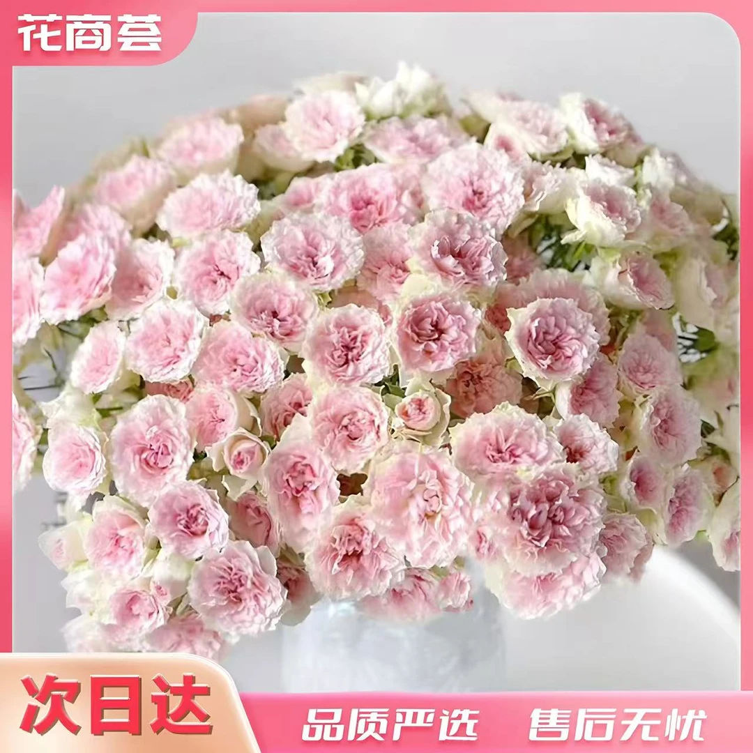 【京津冀顺丰次日达】情迷罗拉-多头玫瑰5枝