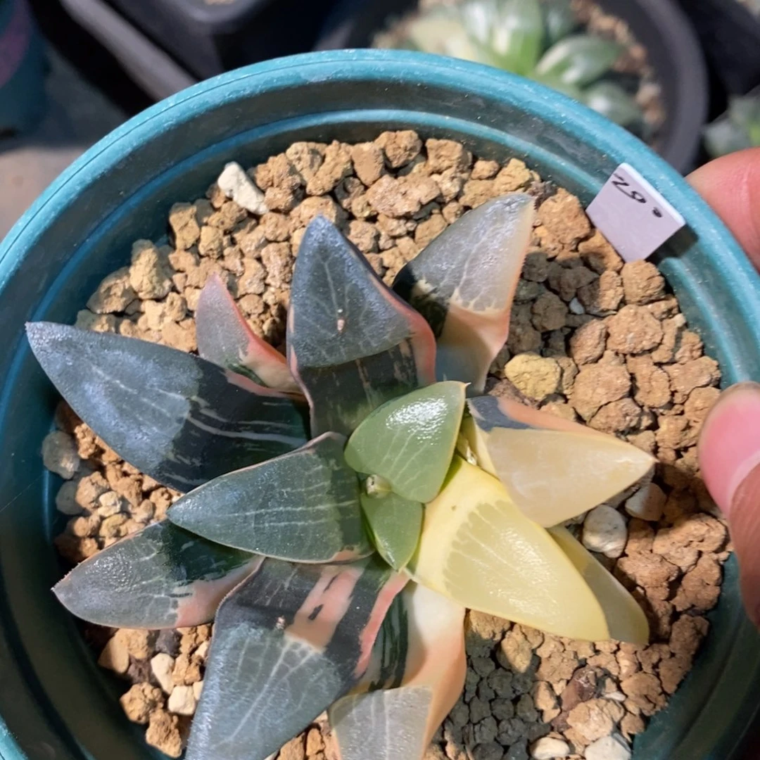 一颗实生克锦 元旦福利