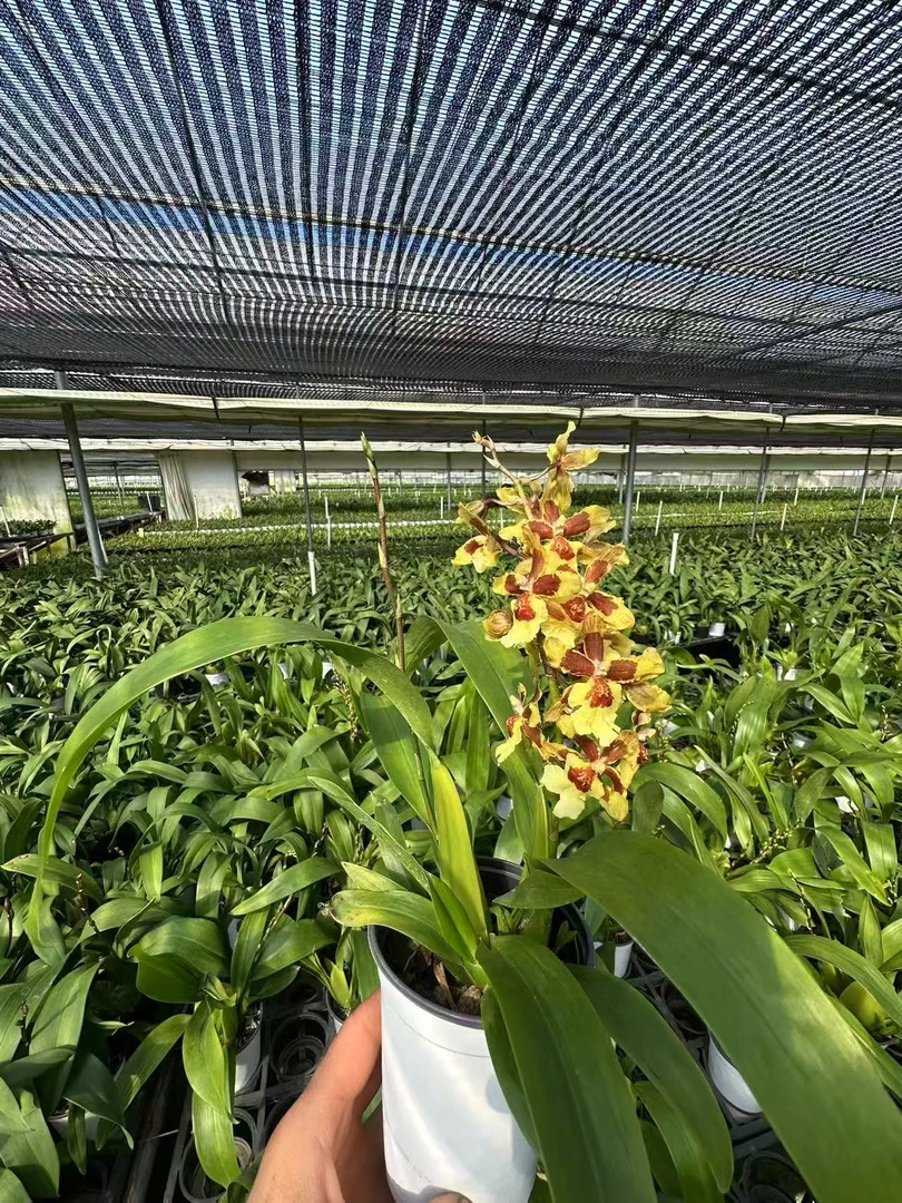 小花猫文心兰跳舞兰盆栽爆花耐寒好养花期长鲜花绿植