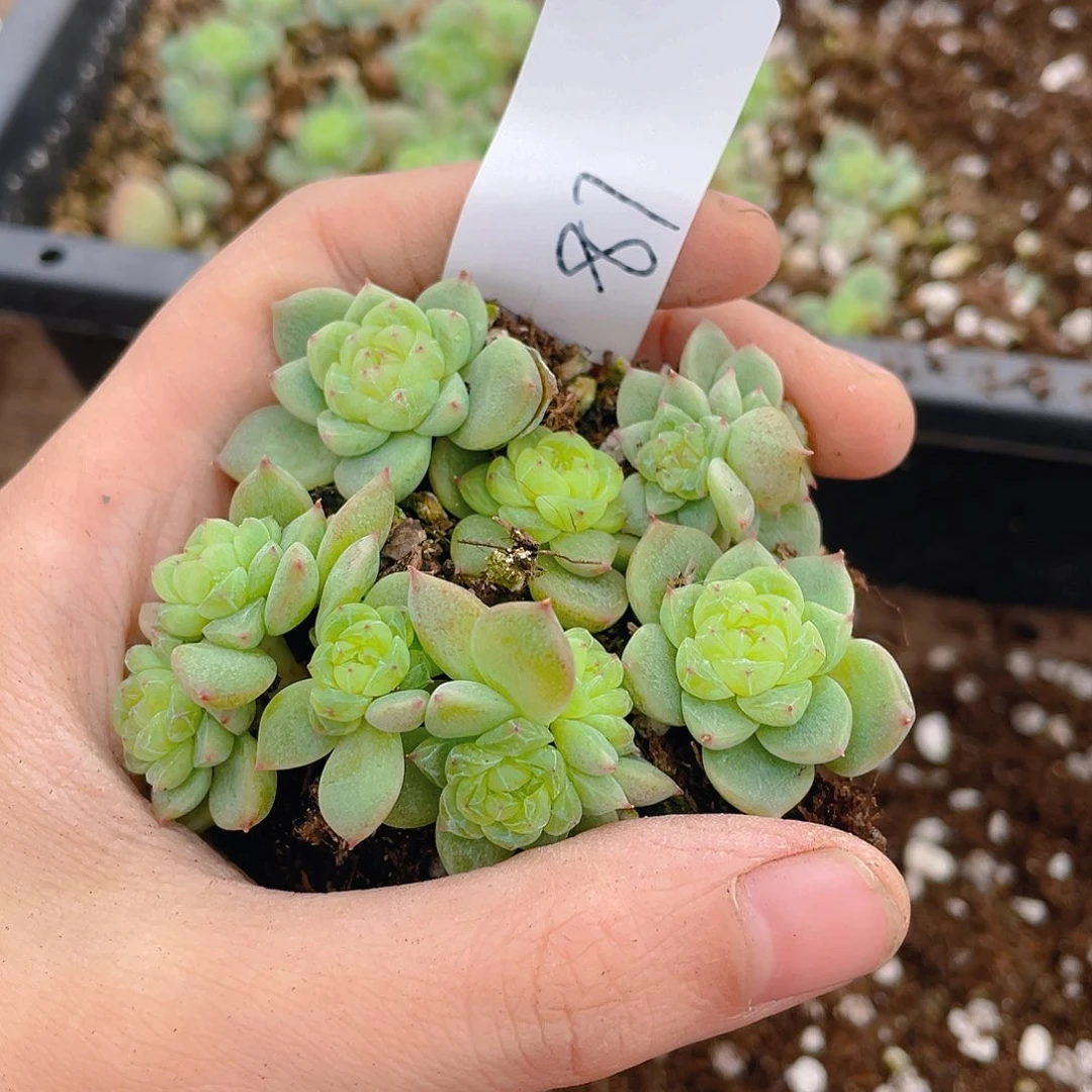 多肉植物多肉植物87