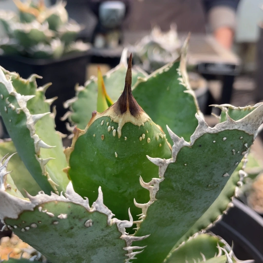 實生背刺888888888888888