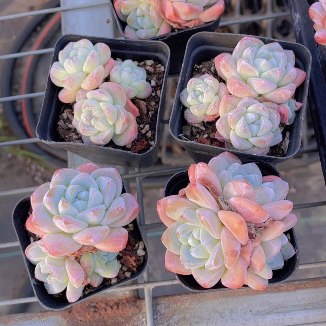 1124号 钻石冰玉精品多头群一个