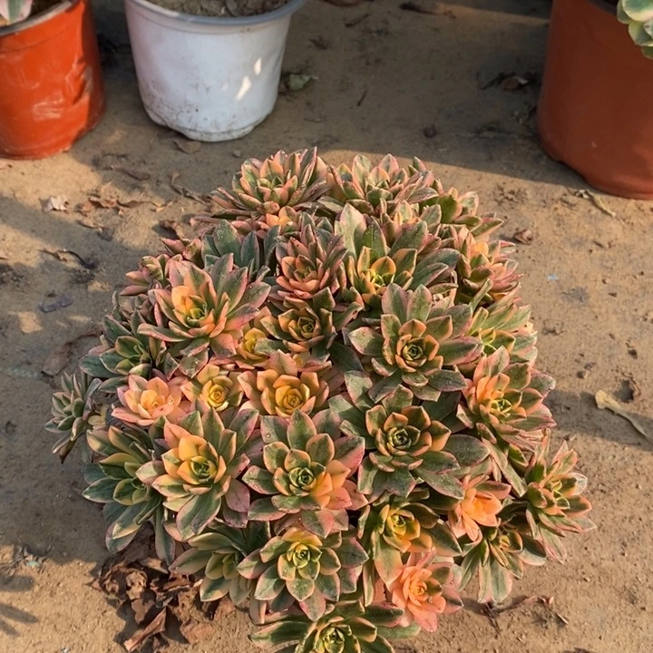 甜茶多肉植物82。