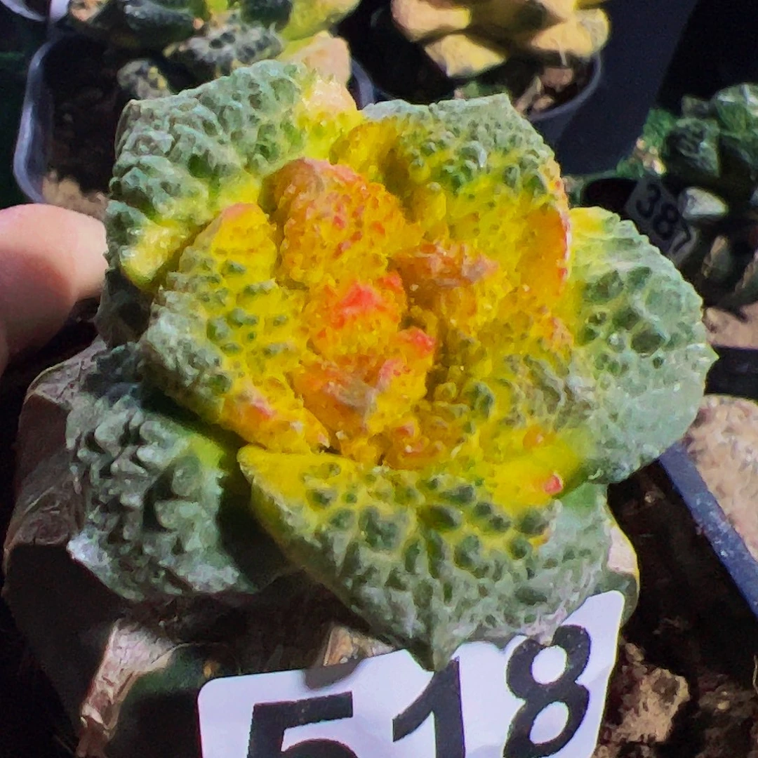 夏***光无花朵哥斯拉牡丹锦518