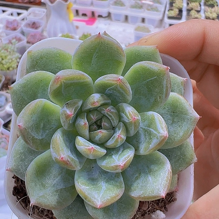 精品雪花珍妮19包邮多肉