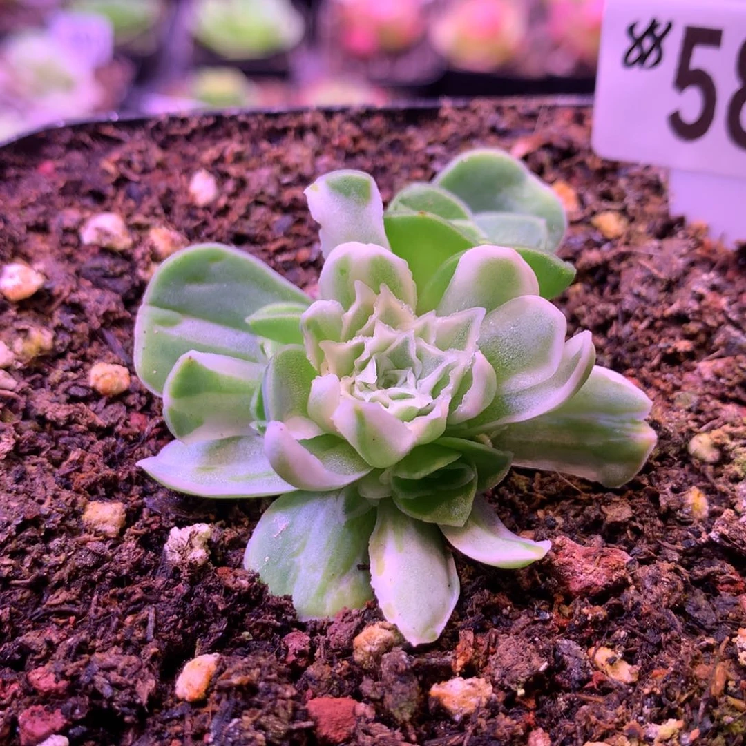 园秋夕583山地玫瑰多肉