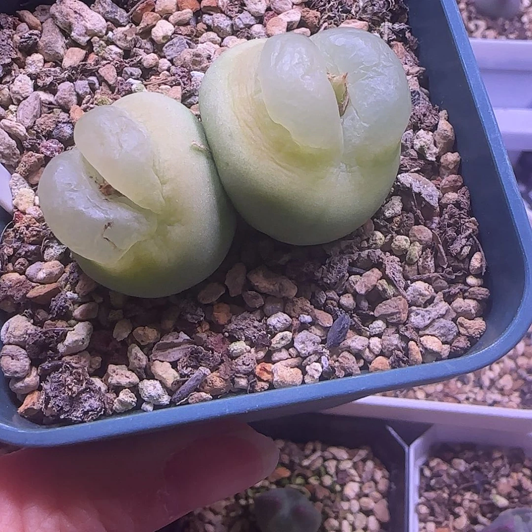 双头大拉登群生一颗