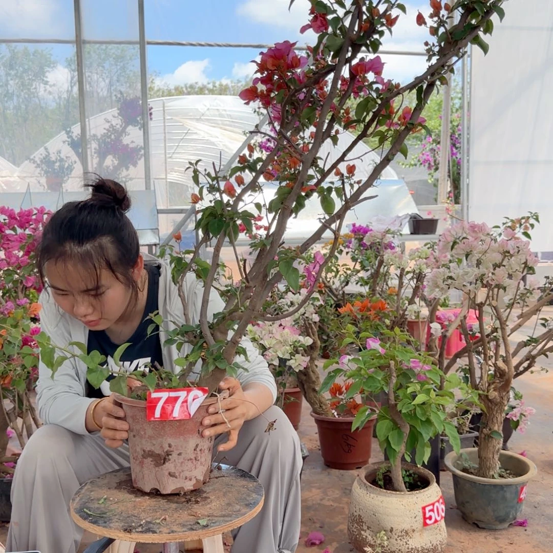 大部分花苞少量开放