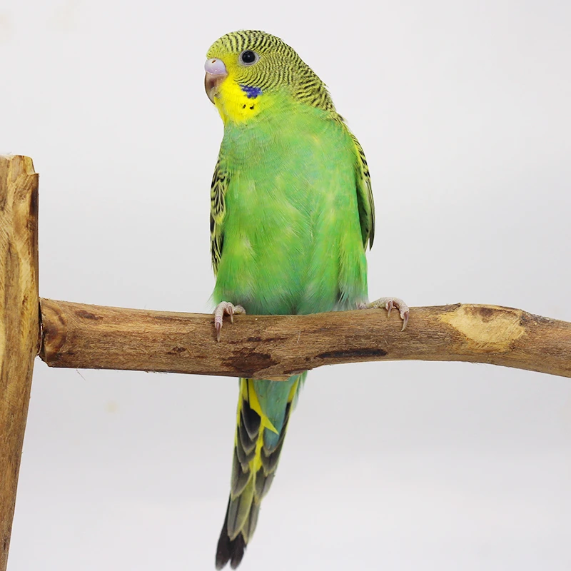 单只 小头虎皮鹦鹉活体宠物多色可选小鸟 鸟类鹦鹉活宠