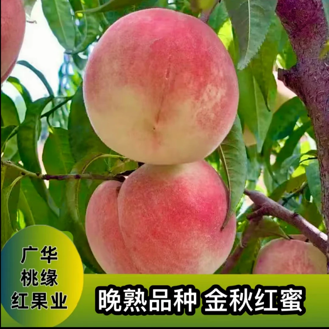 金秋红蜜 秋季落叶发货