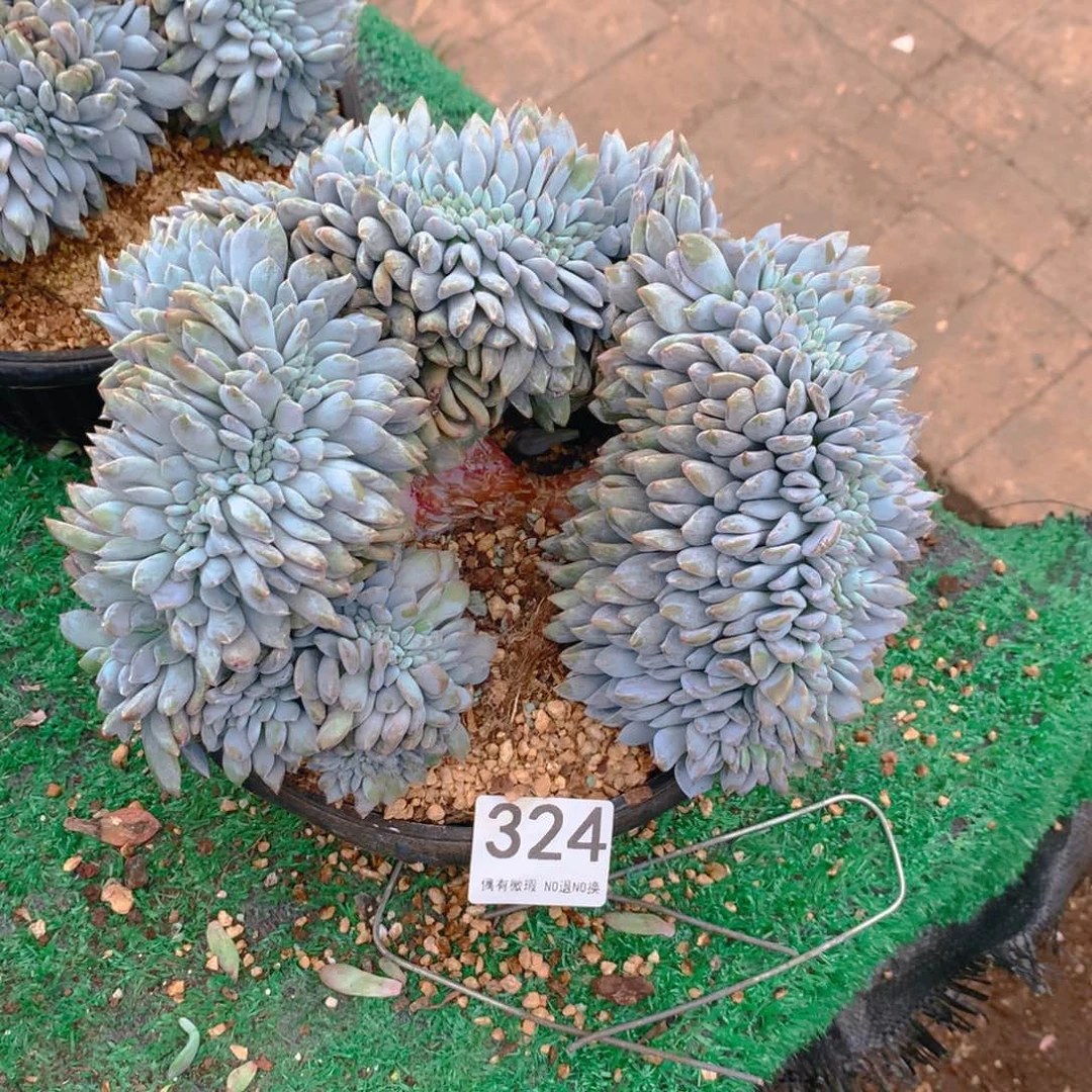 324橙子11111111111