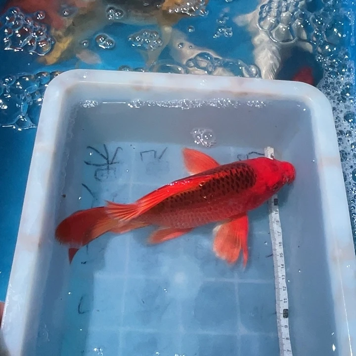 蝴蝶鲤鱼渔场直发37