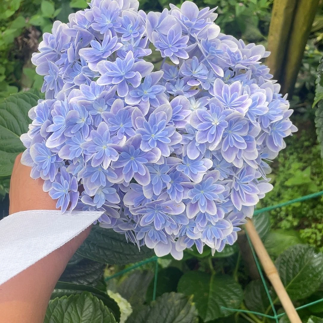 绣球切花一物一拍3枝起包邮，109