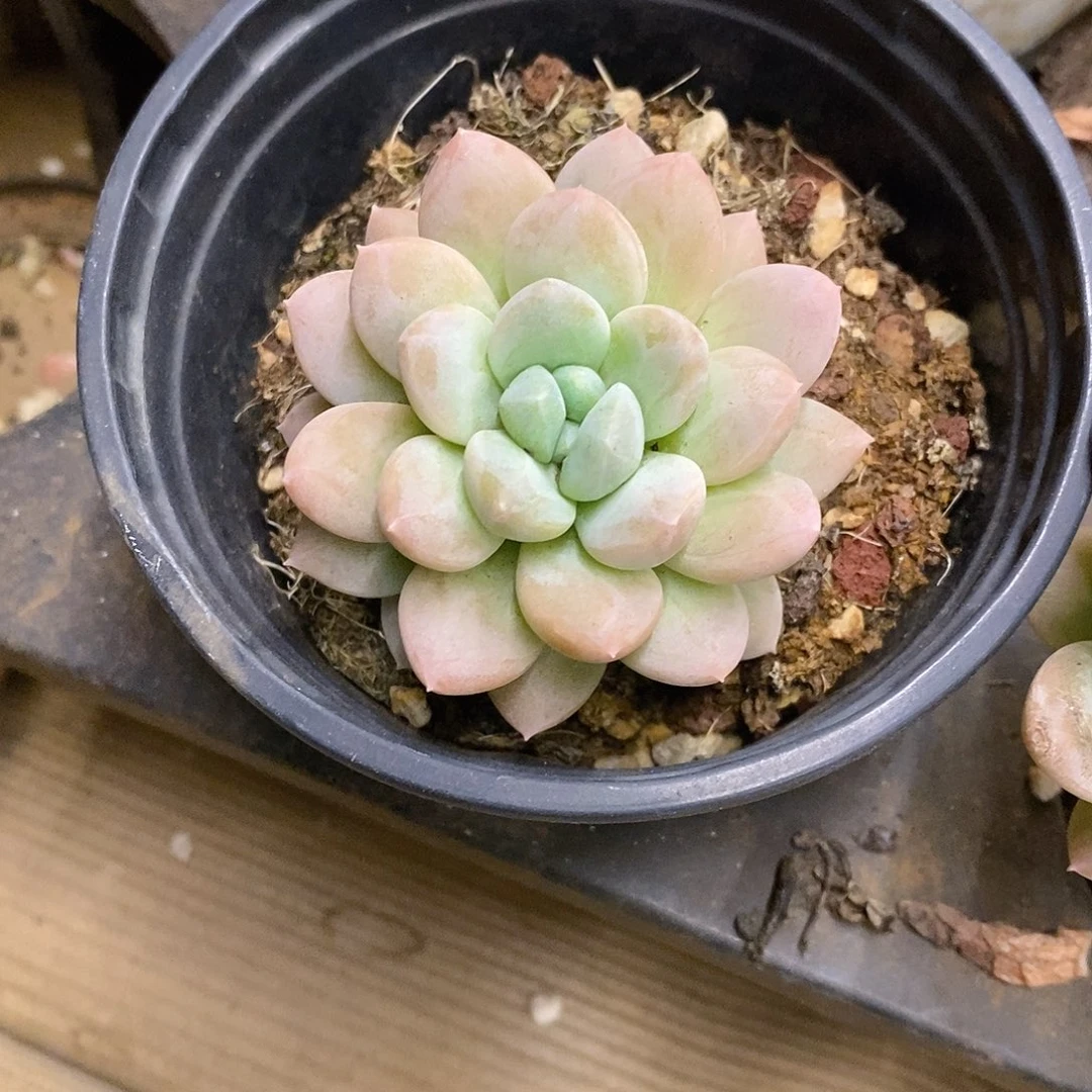 团。单头奶油美人。福利多多