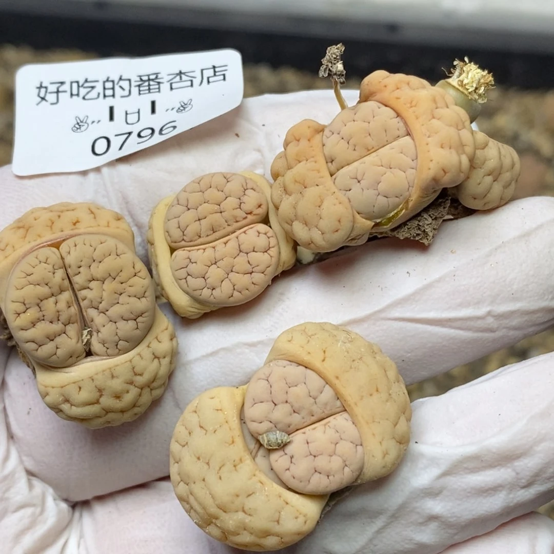 0796。零下拍保温。