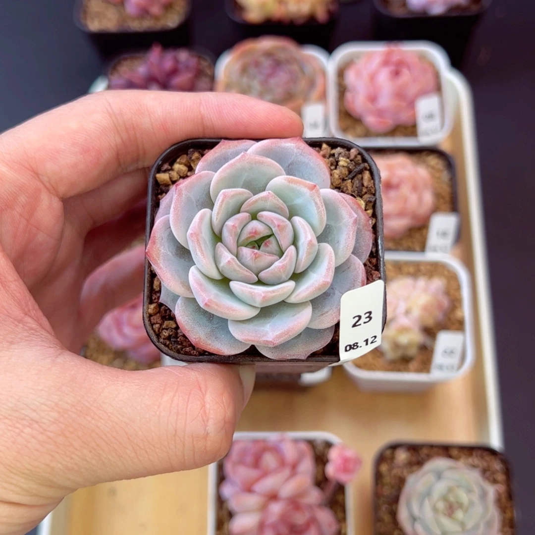 奶茶23、哈哈哈哈哈