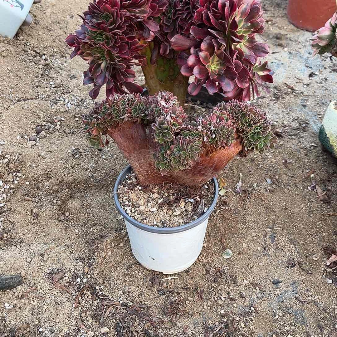 美杜莎缀化玫瑰缀化冠幅20左右