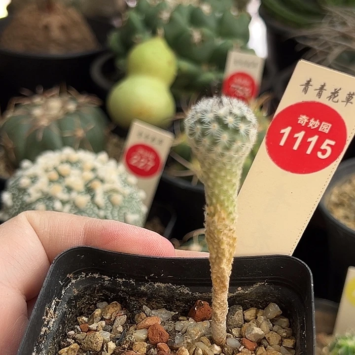 实生赤花美针玉1.5cm