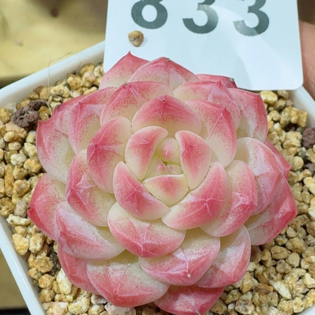 美心         精品多肉