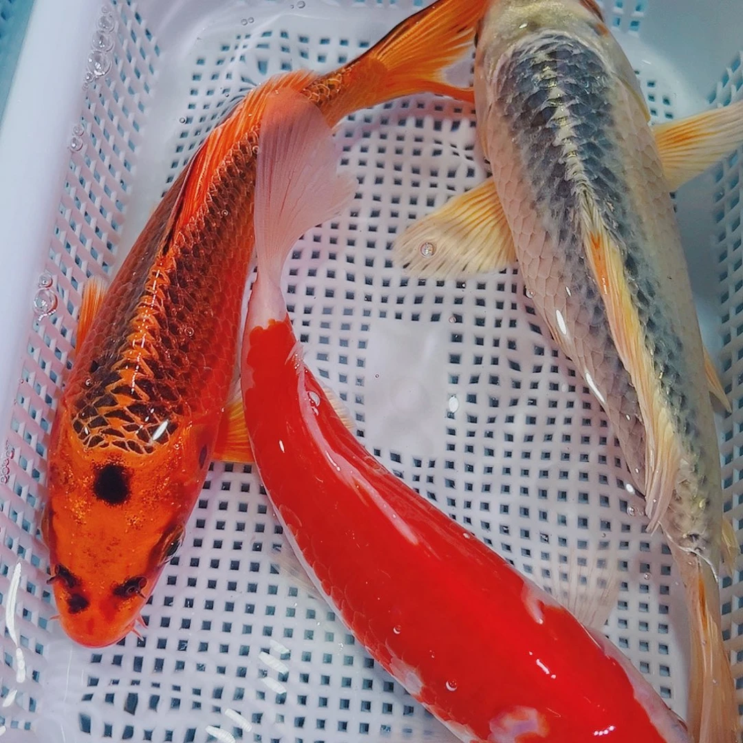 锦鲤锦鲤冷水鱼观赏119