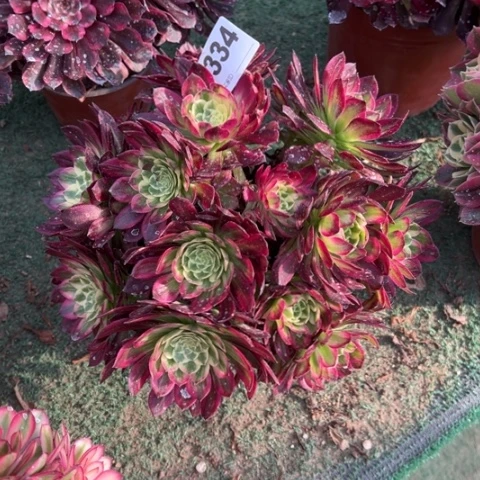 小*儿334锦画朵朵多肉