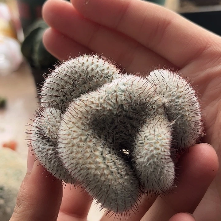 自根福利直刺佩雷缀化