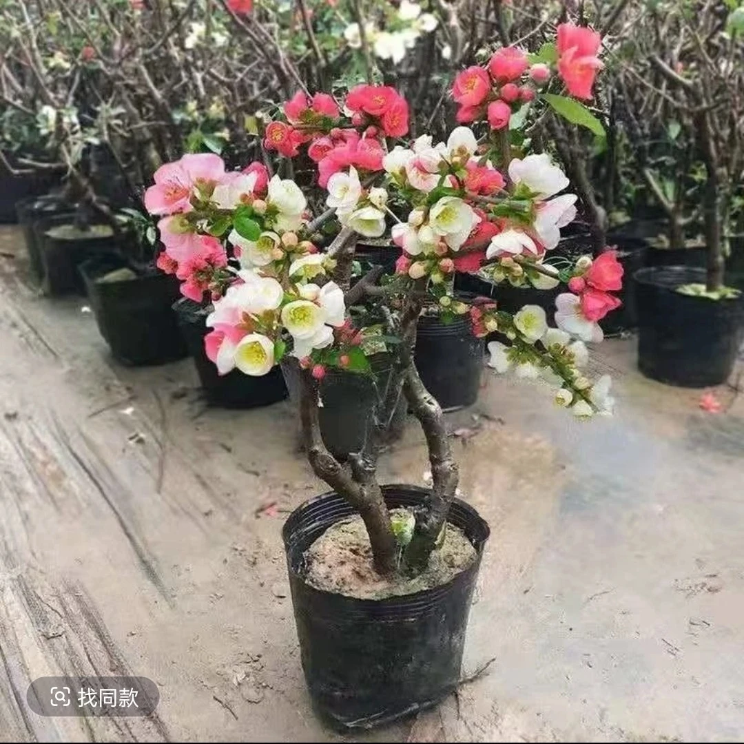 东洋锦海棠花盆栽原生重瓣老桩盆景复色四季海棠花垂丝庭院阳台花