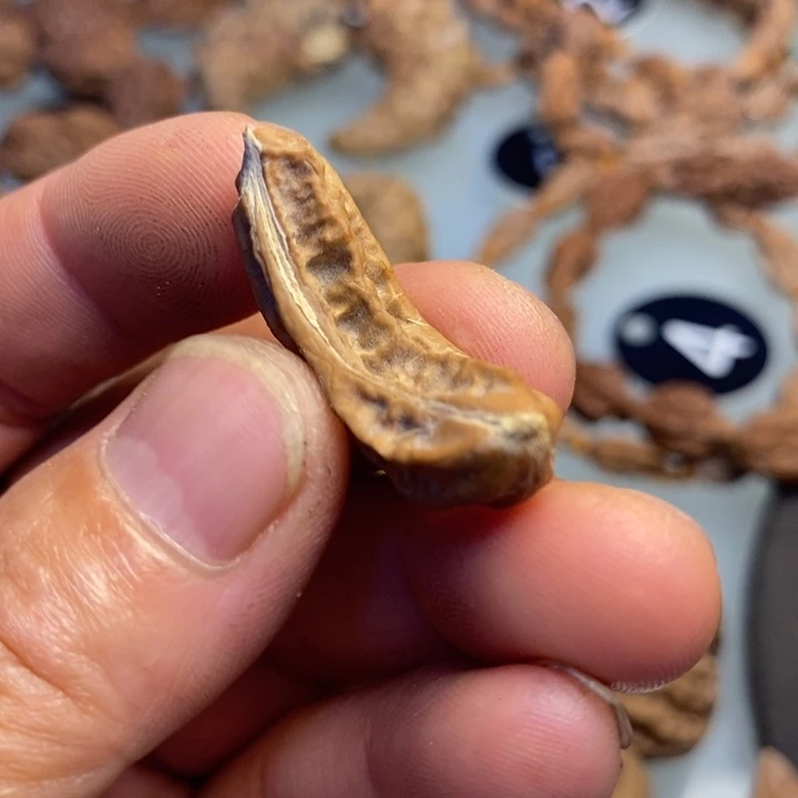 肉***行文玩核桃吊坠拿姐23