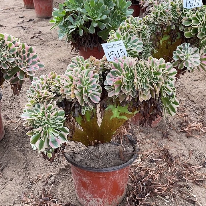 515粉女巫坠多肉植物