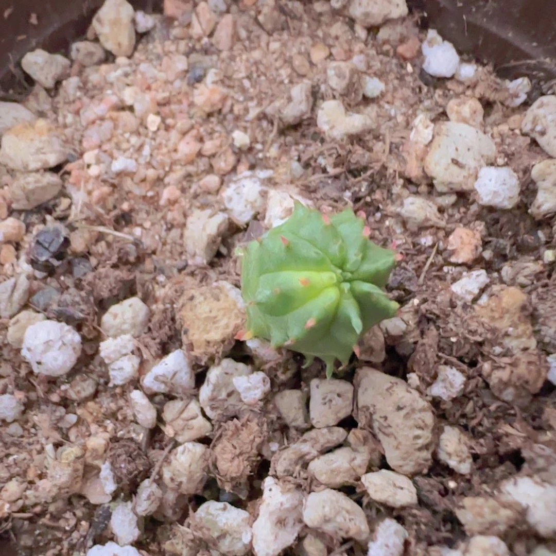 想***漂块根植物块根植物块根