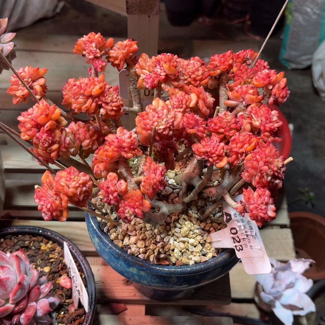 腊牡丹dujingongbujino