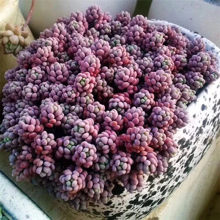 大姬星美人鱼子酱多肉植物