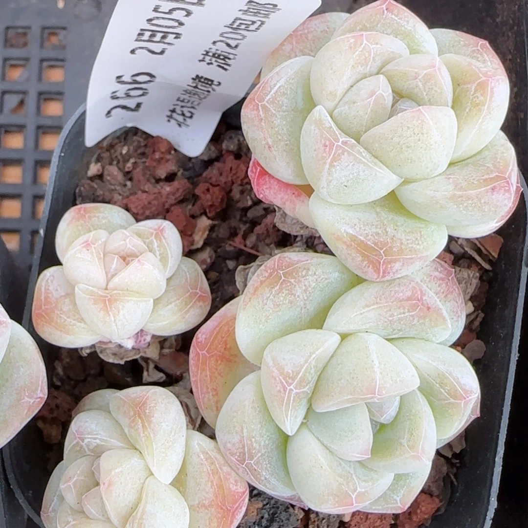 花语逸镜0205-266