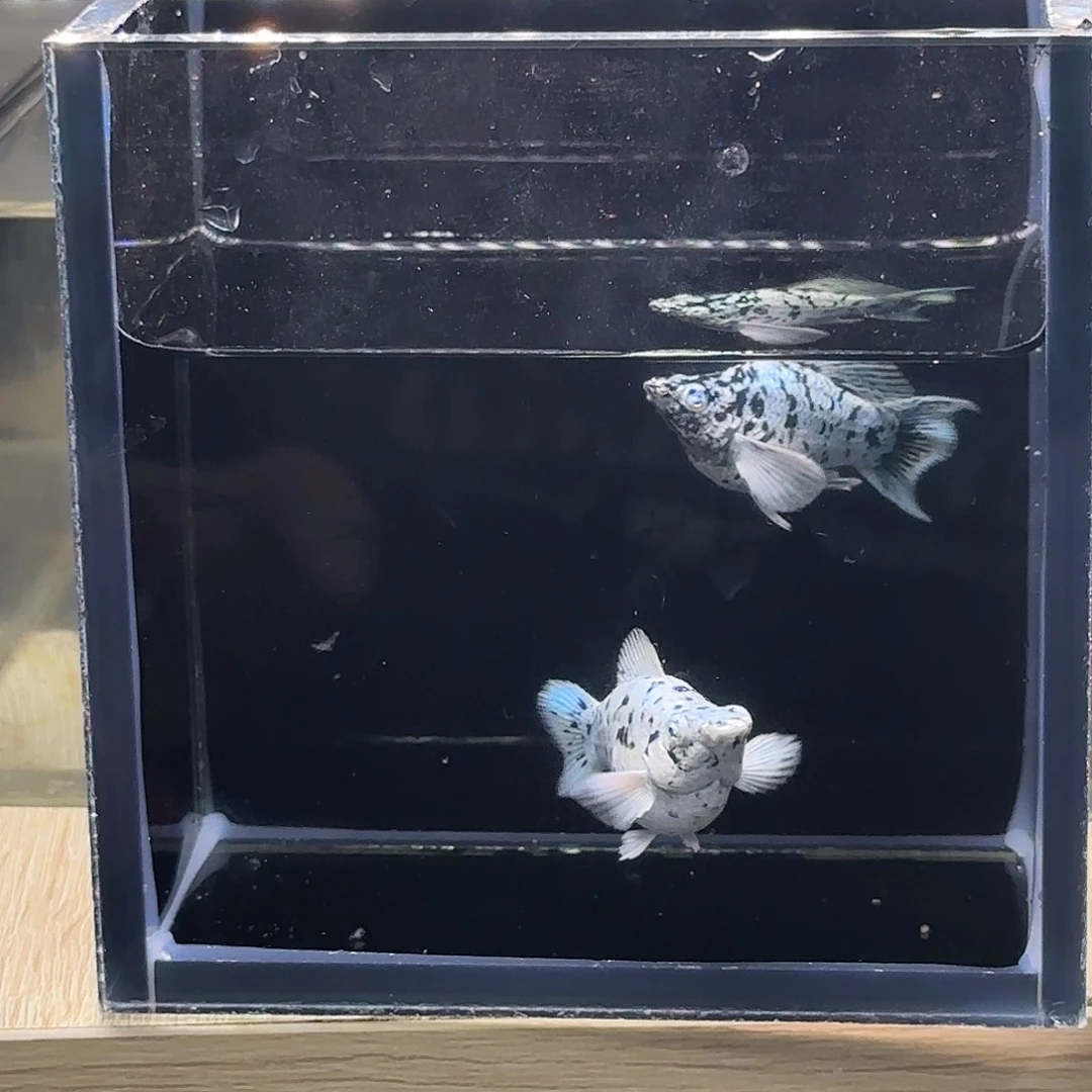 孔雀鱼奶牛钻石玛丽