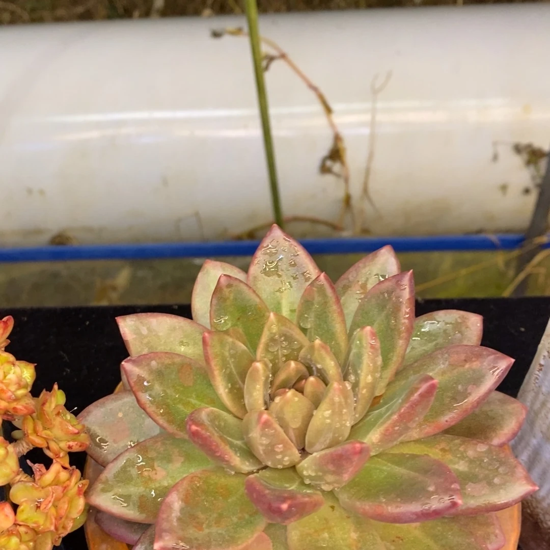 迷雾泡泡多肉植物盆栽