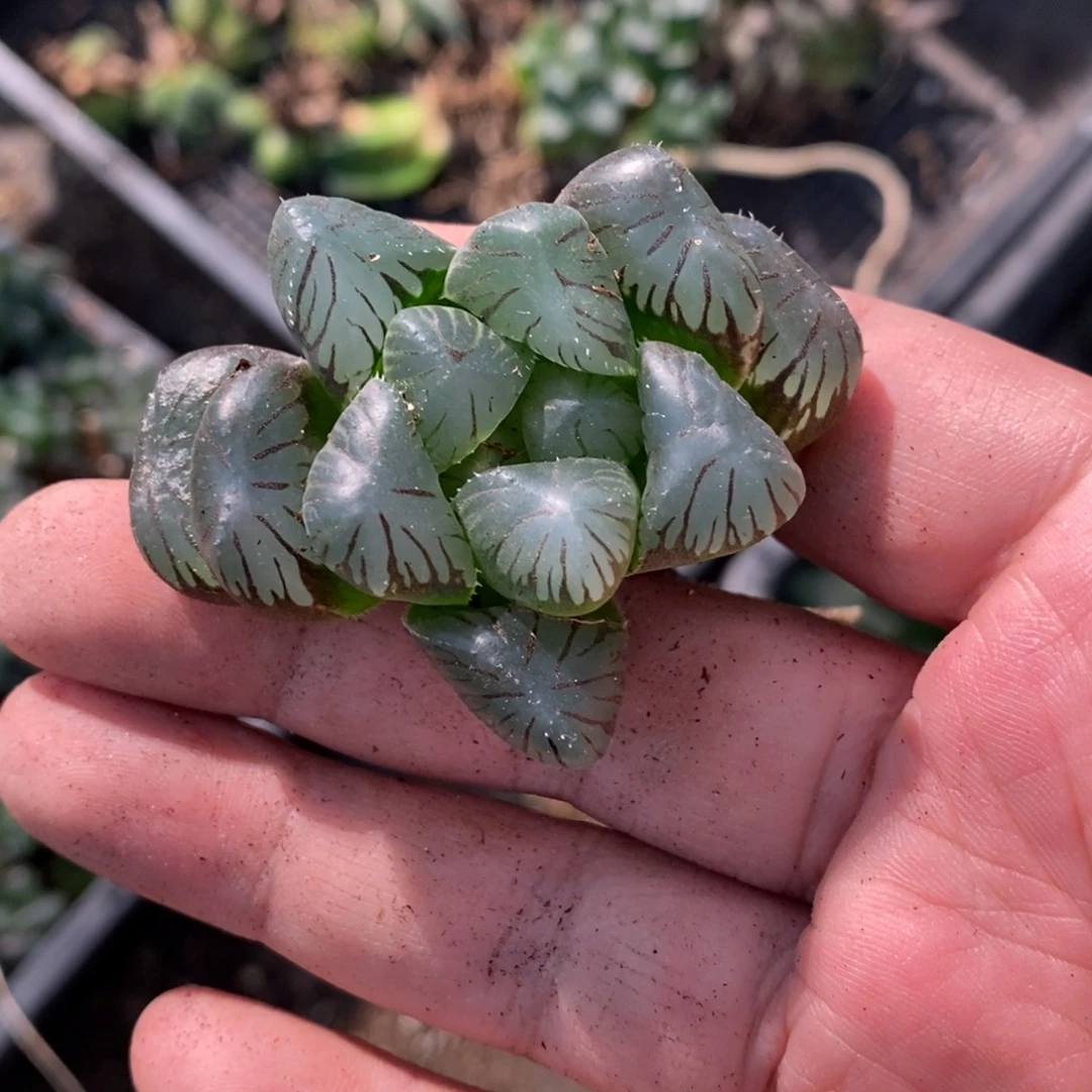 浏***哥1731 一颗福利。