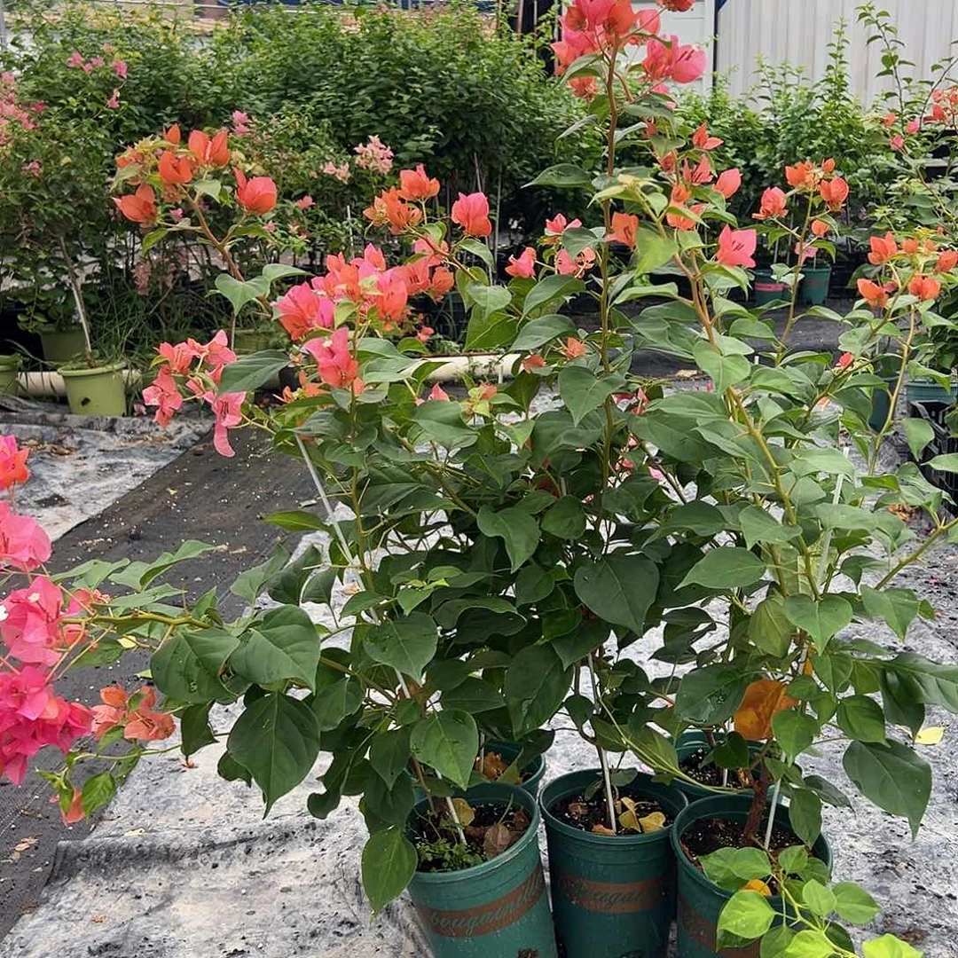 大部分开放少量花苞暗夕一颗