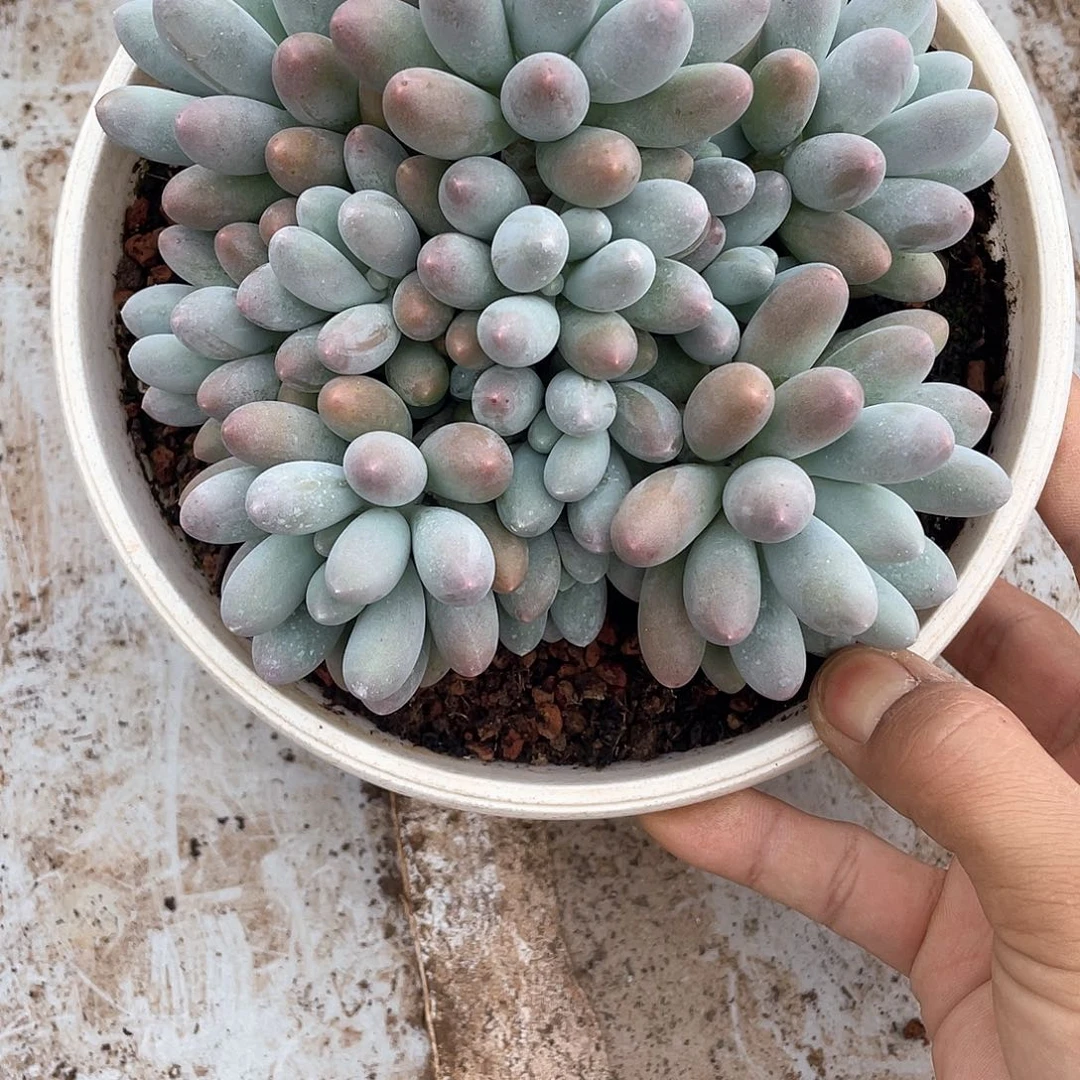 无***将汤圆平头群2107号