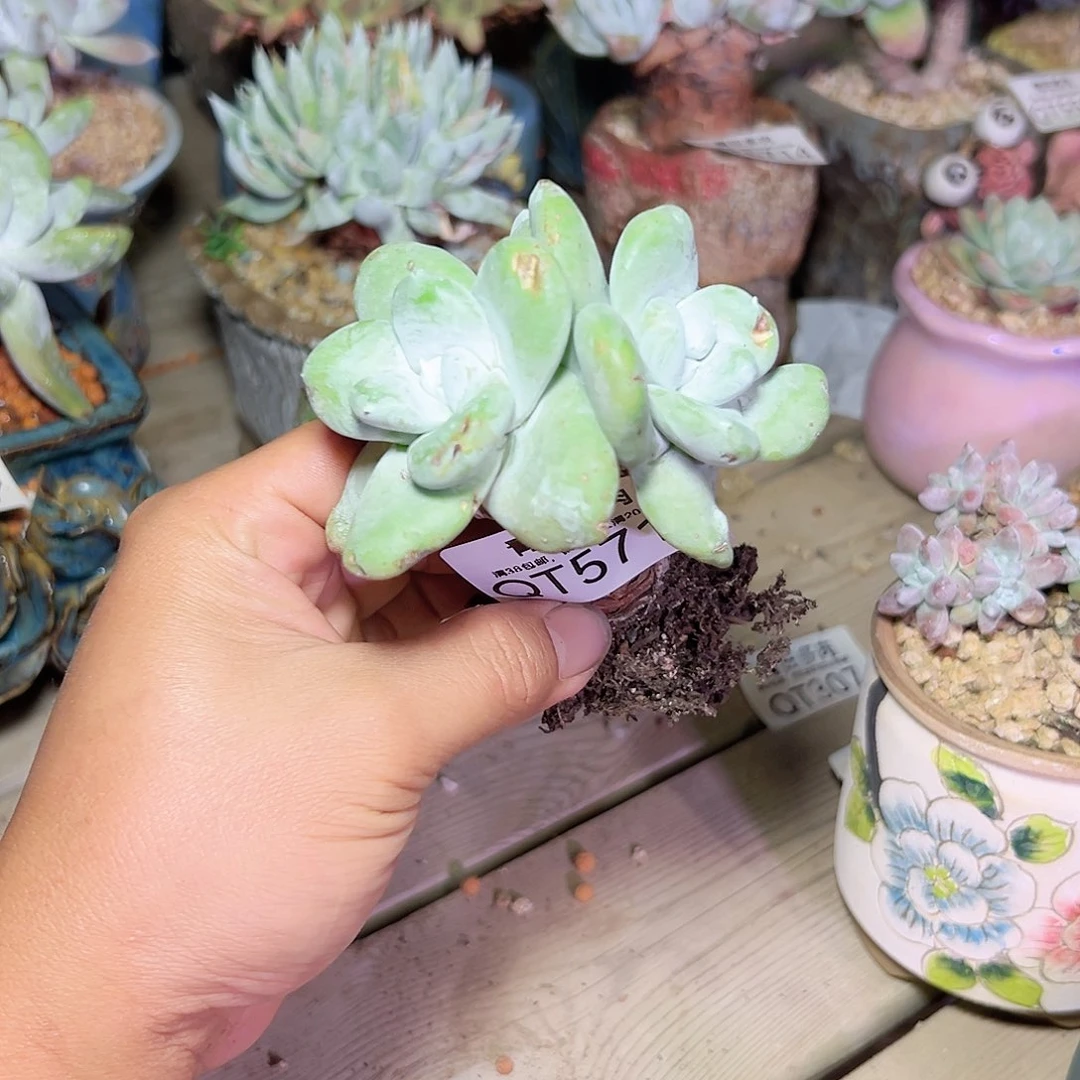 小鹿多肉一物一拍5712