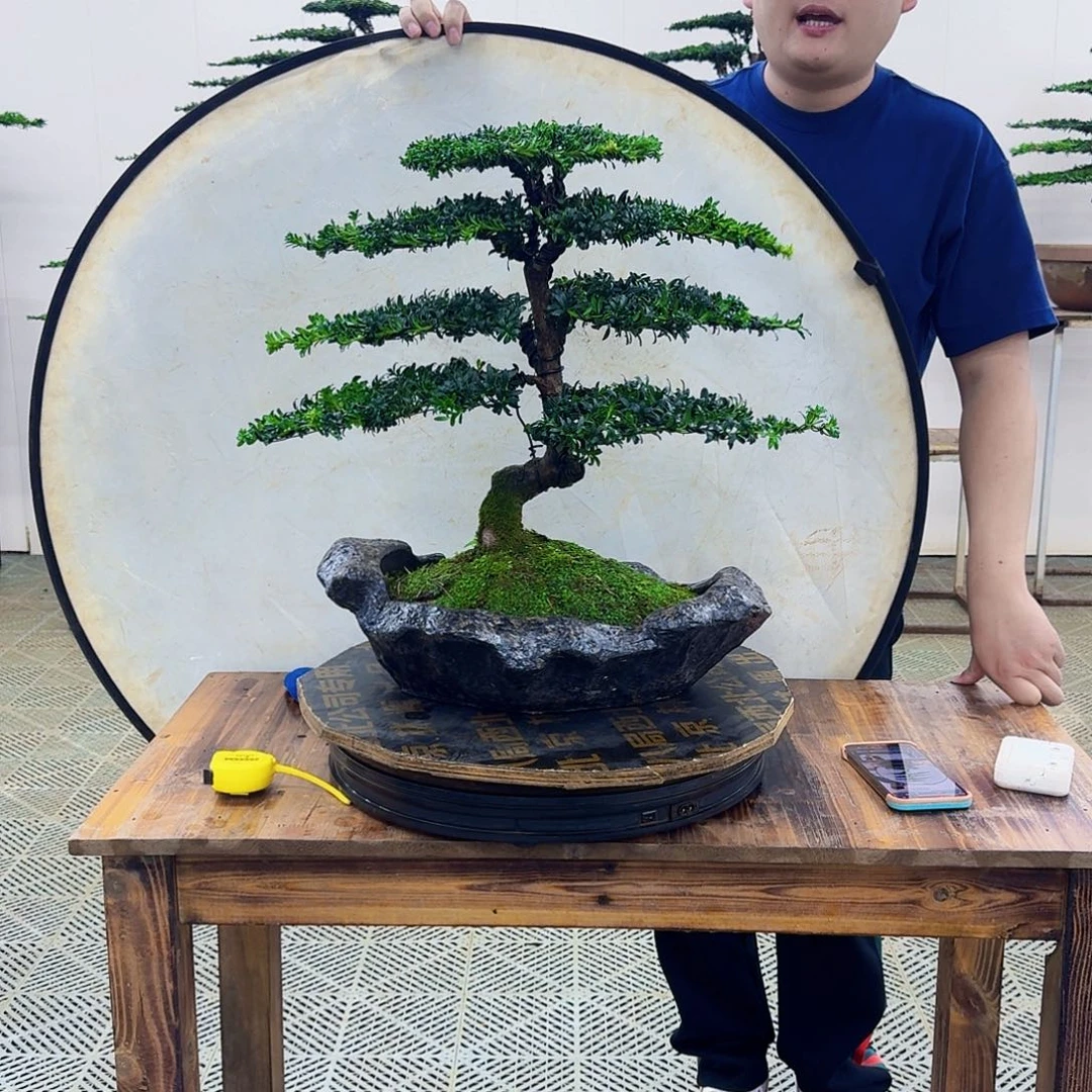 无花朵珍珠罗汉松造型盆景