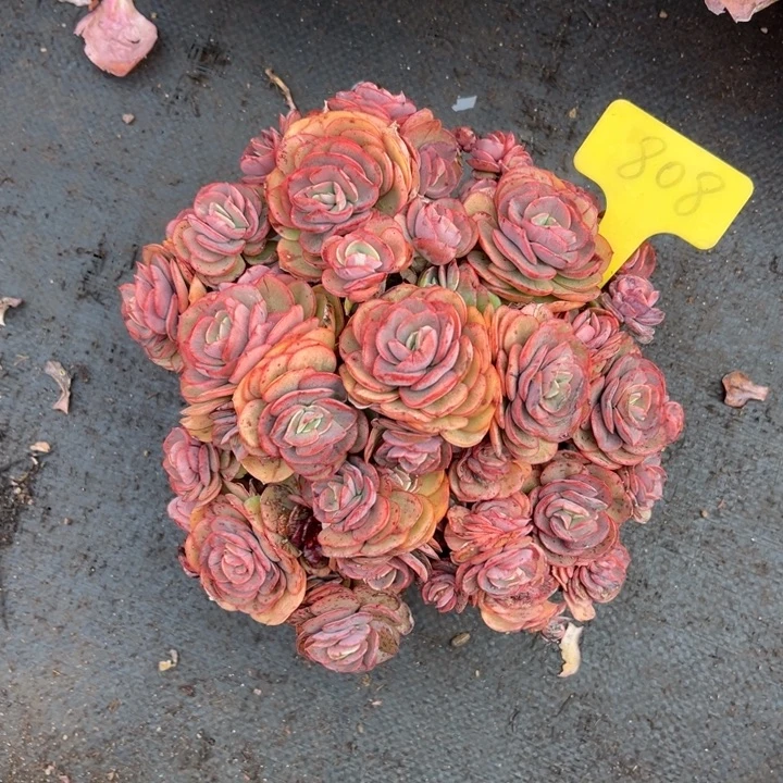 秀妍有砍多肉植物808