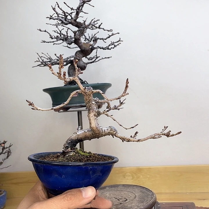 木本十月樱花盆栽