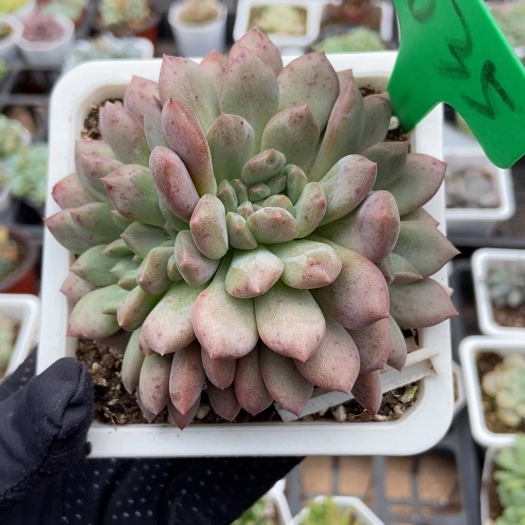 1035爱丽儿多肉植物了多肉