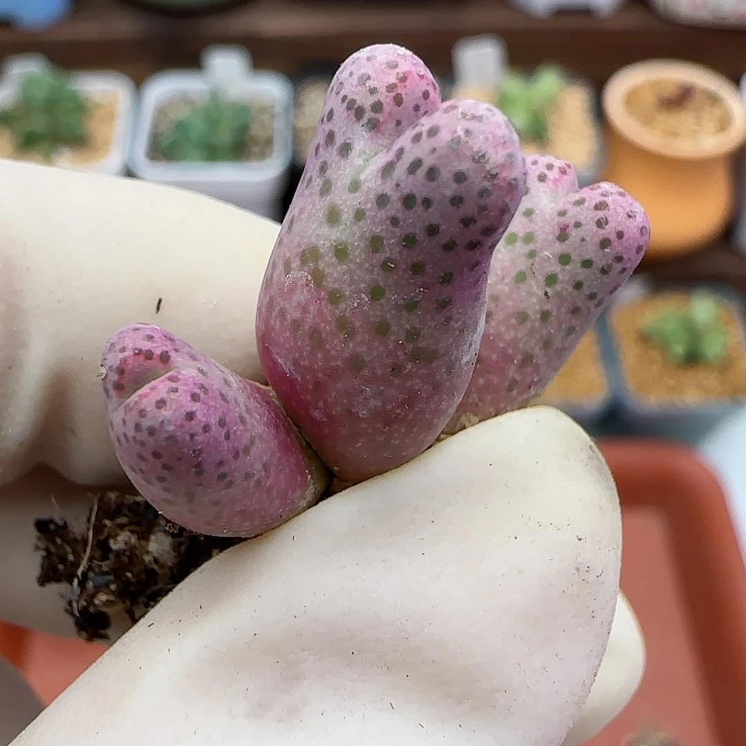 188园艺优选红斑马