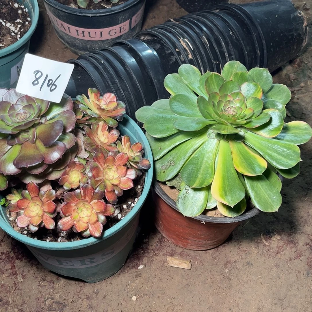 多肉法师锦海王七彩万七彩8106